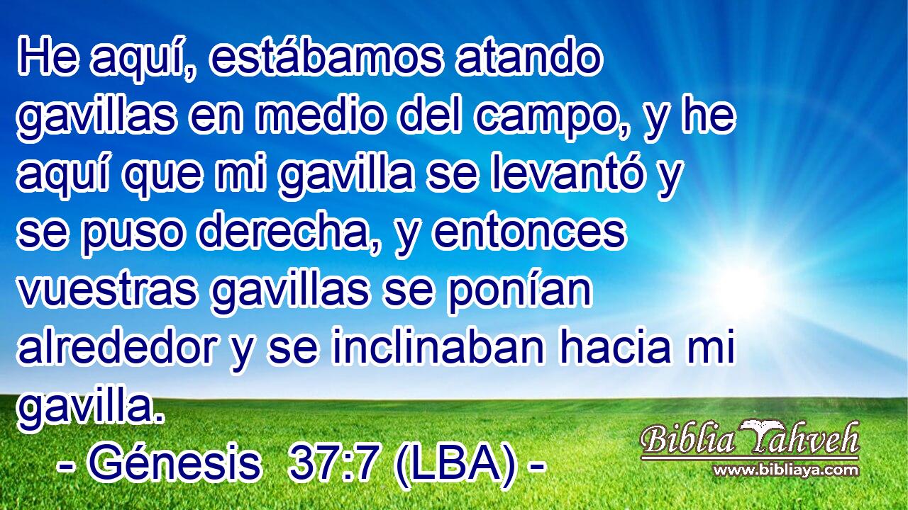 He aquí, estábamos atando gavillas en medio del campo, y he aquí que mi gavilla se levantó y se puso derecha, y entonces vuestras gavillas se ponían alrededor y se inclinaban hacia mi gavilla.