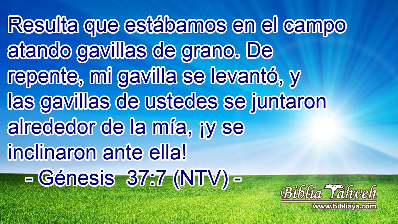 Resulta que estábamos en el campo atando gavillas de grano. De repente, mi gavilla se levantó, y las gavillas de ustedes se juntaron alrededor de la mía, ¡y se inclinaron ante ella!