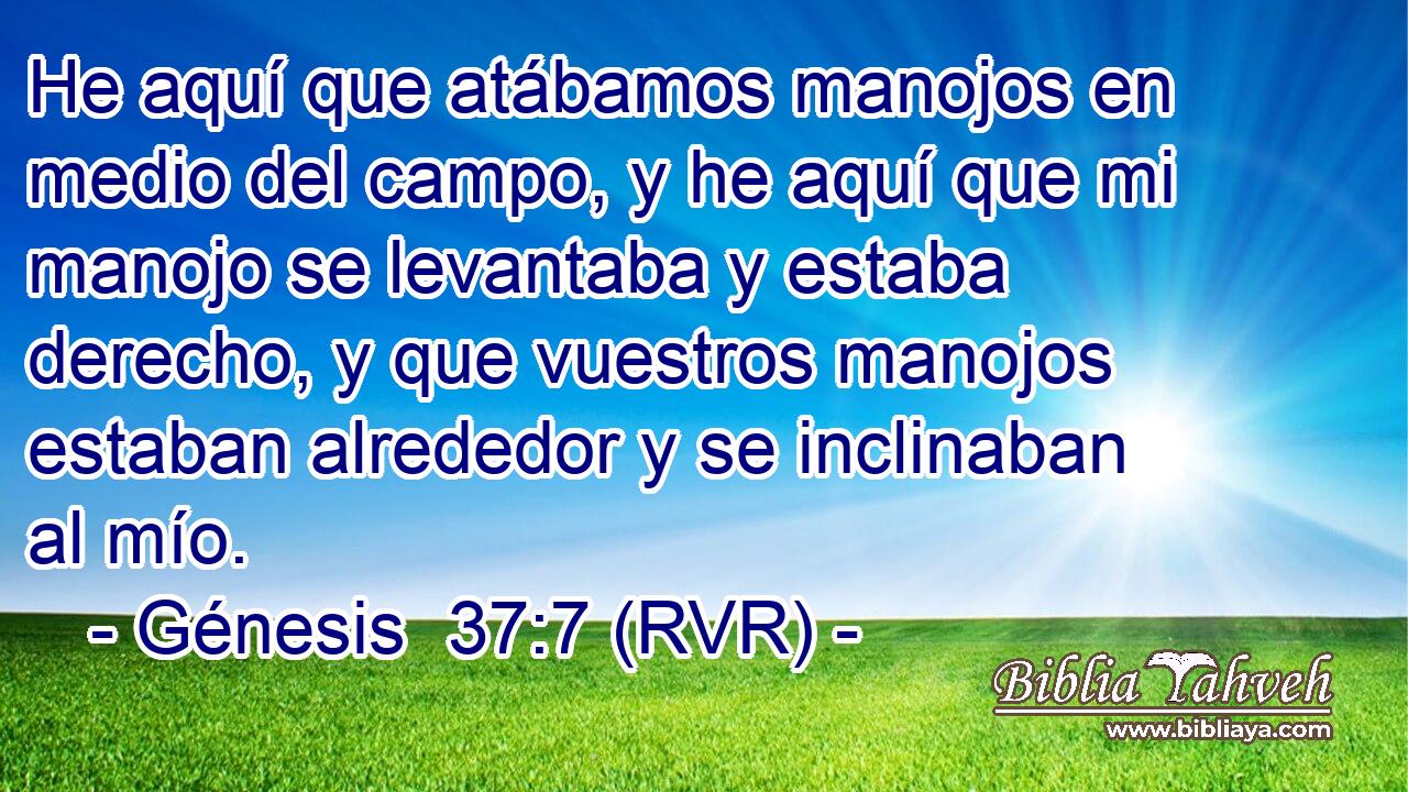 He aquí que atábamos manojos en medio del campo, y he aquí que mi manojo se levantaba y estaba derecho, y que vuestros manojos estaban alrededor y se inclinaban al mío.