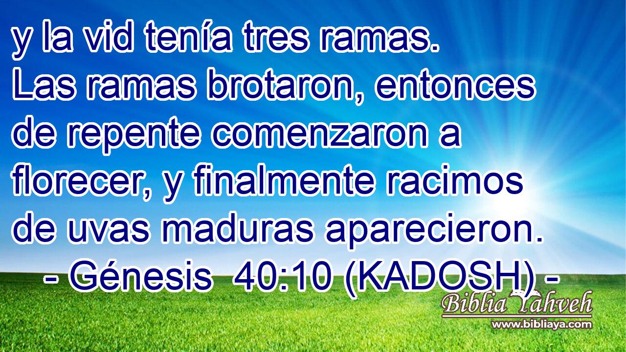 y la vid tenía tres ramas. Las ramas brotaron, entonces de repente comenzaron a florecer, y finalmente racimos de uvas maduras aparecieron. 