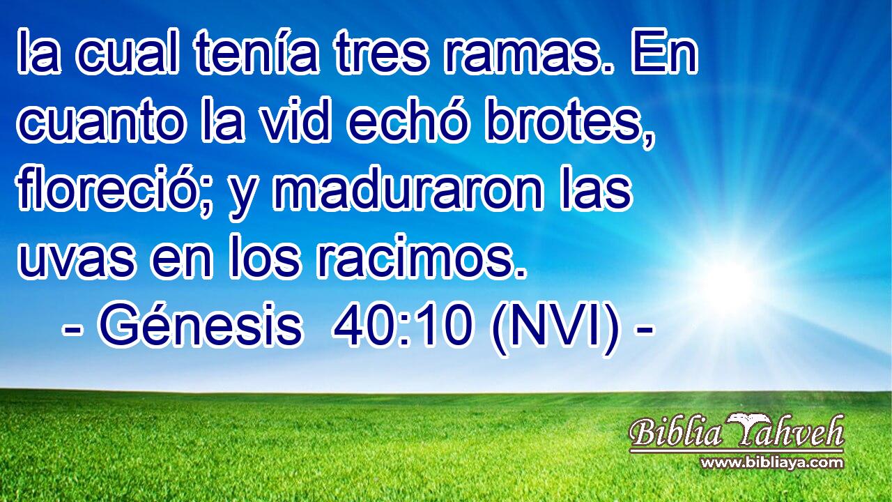  la cual tenía tres ramas. En cuanto la vid echó brotes, floreció; y maduraron las uvas en los racimos. 
