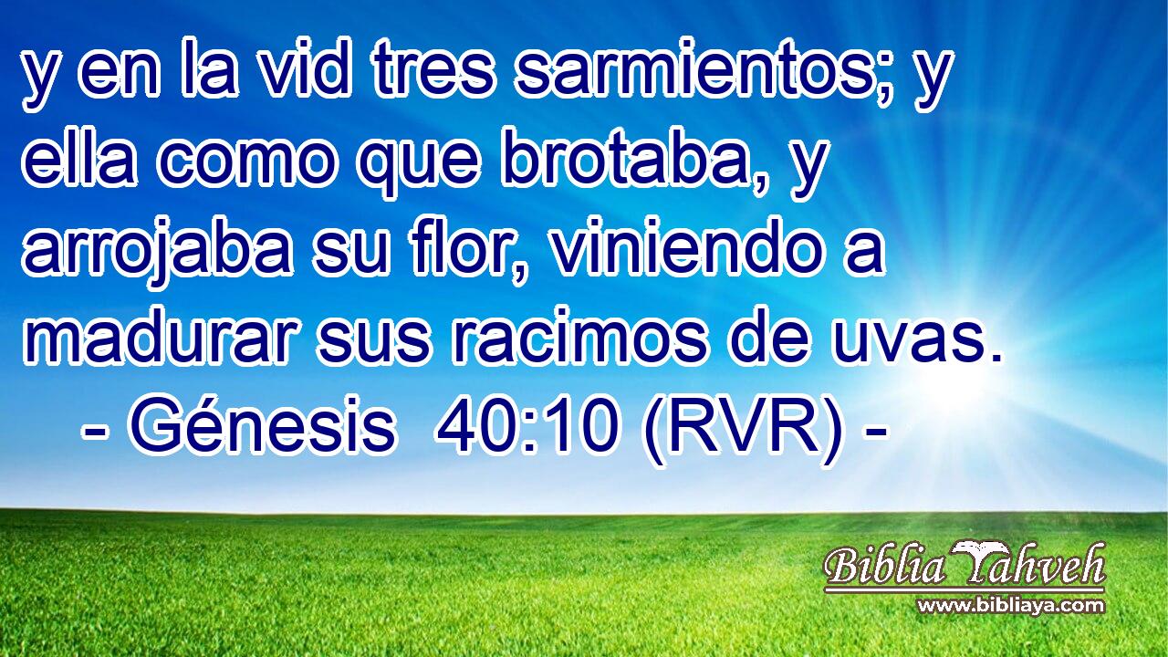 y en la vid tres sarmientos; y ella como que brotaba, y arrojaba su flor, viniendo a madurar sus racimos de uvas.