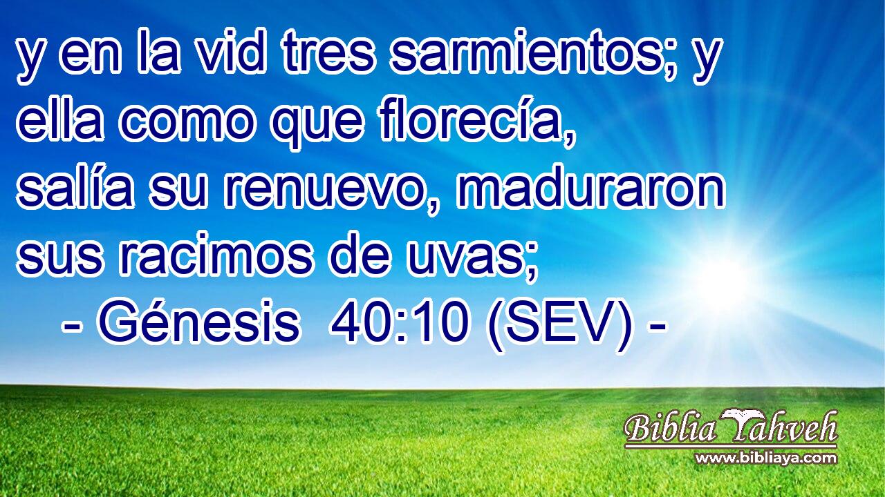 y en la vid tres sarmientos; y ella como que florecía, salía su renuevo, maduraron sus racimos de uvas;