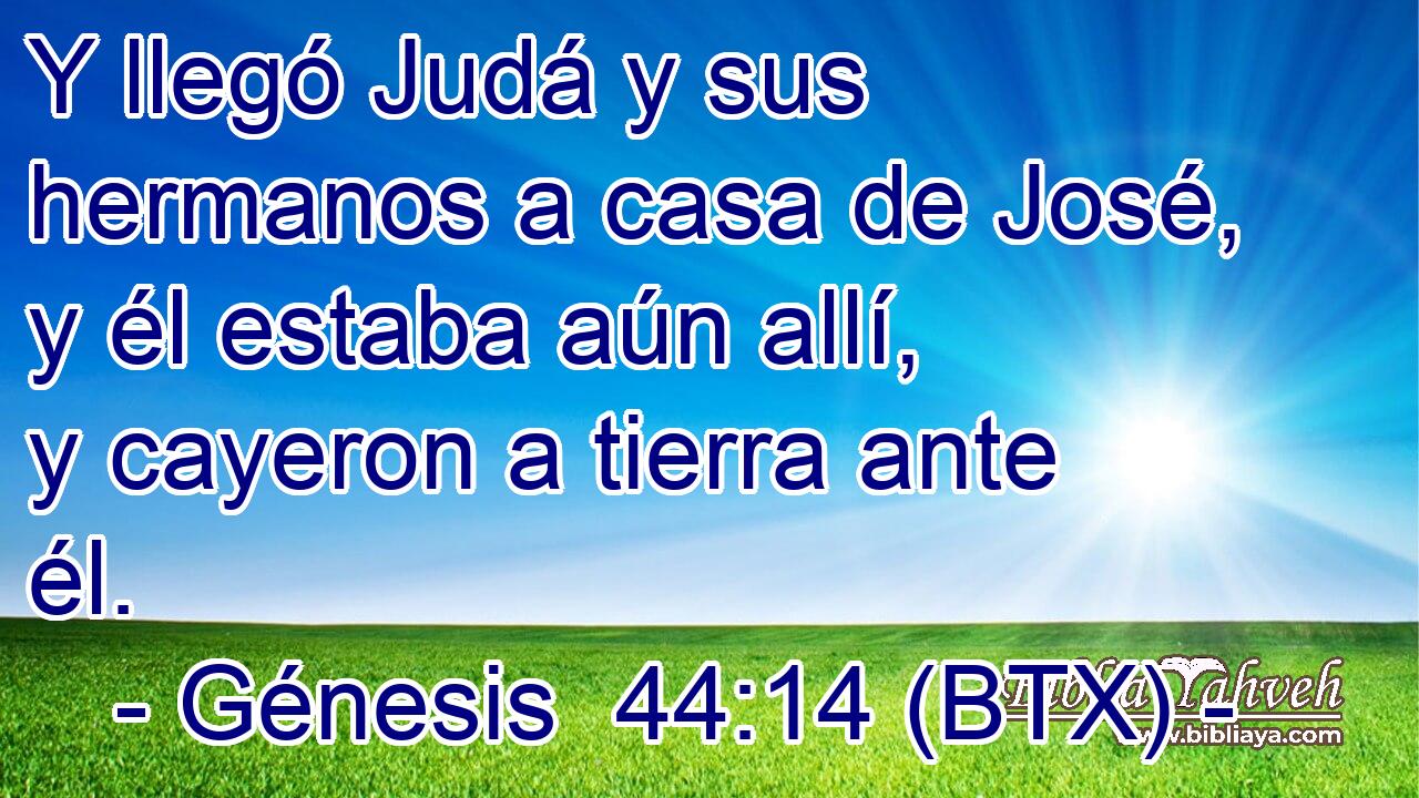 Y llegó Judá y sus hermanos a casa de José, y él estaba aún allí, y cayeron a tierra ante él.