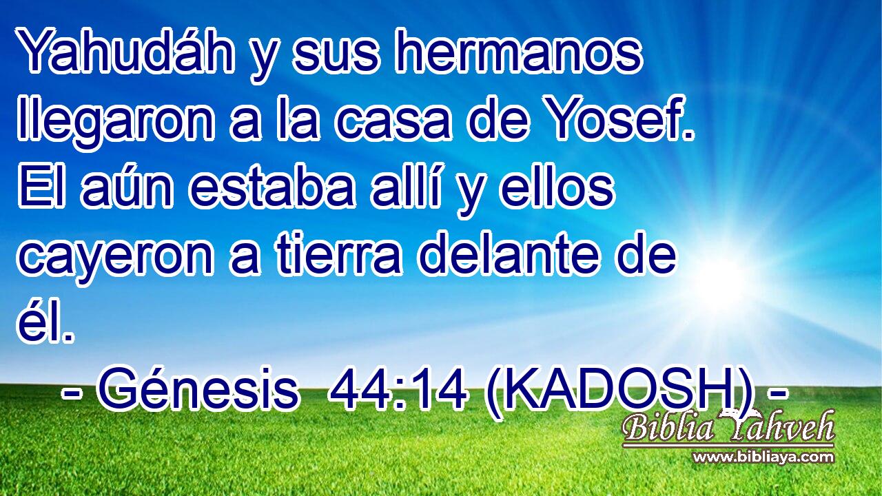  Yahudáh y sus hermanos llegaron a la casa de Yosef. El aún estaba allí y ellos cayeron a tierra delante de él. 