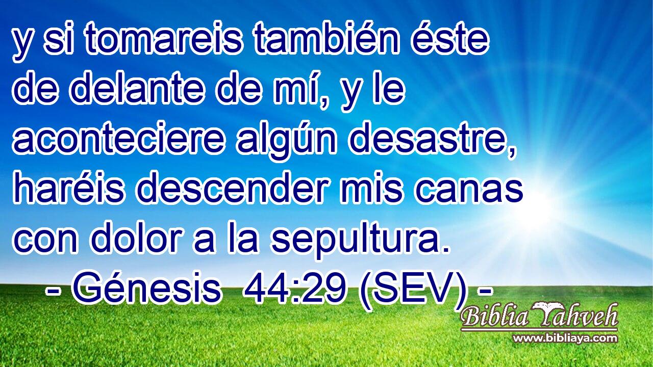 y si tomareis también éste de delante de mí, y le aconteciere algún desastre, haréis descender mis canas con dolor a la sepultura.