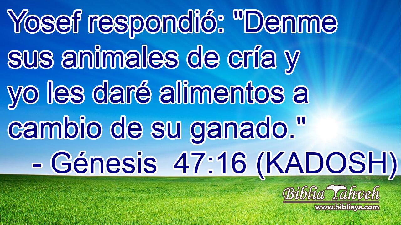  Yosef respondió: 