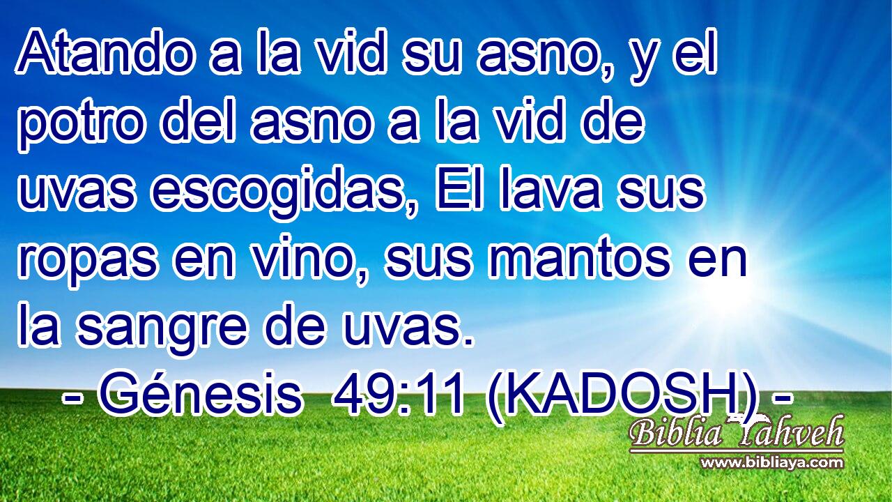  Atando a la vid su asno, y el potro del asno a la vid de uvas escogidas, El lava sus ropas en vino, sus mantos en la sangre de uvas. 