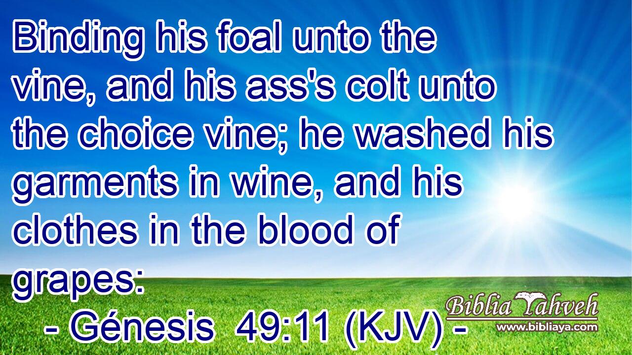 Binding his foal unto the vine, and his ass's colt unto the choice vine; he washed his garments in wine, and his clothes in the blood of grapes: