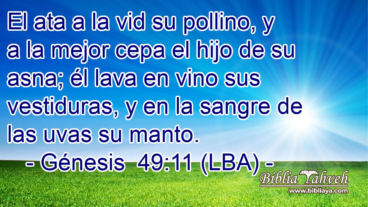 El ata a la vid su pollino, y a la mejor cepa el hijo de su asna; él lava en vino sus vestiduras, y en la sangre de las uvas su manto.