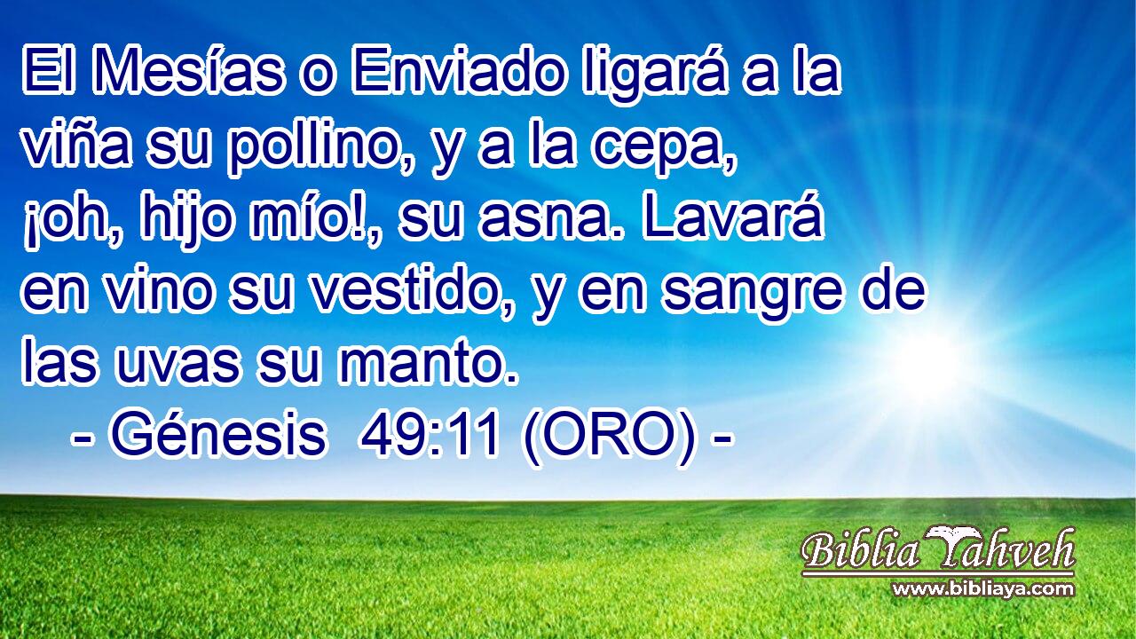  El Mesías o Enviado ligará a la viña su pollino, y a la cepa, ¡oh, hijo mío!, su asna. Lavará en vino su vestido, y en sangre de las uvas su manto. 