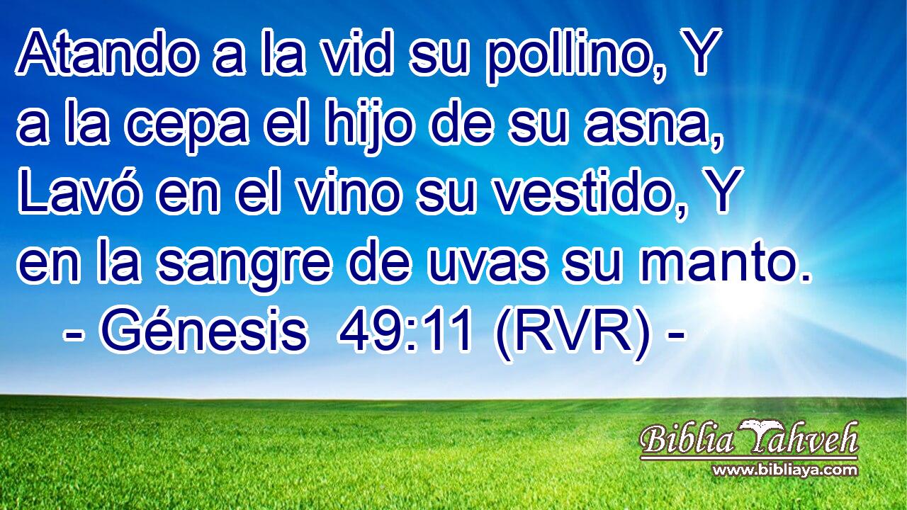 Atando a la vid su pollino, Y a la cepa el hijo de su asna, Lavó en el vino su vestido, Y en la sangre de uvas su manto.