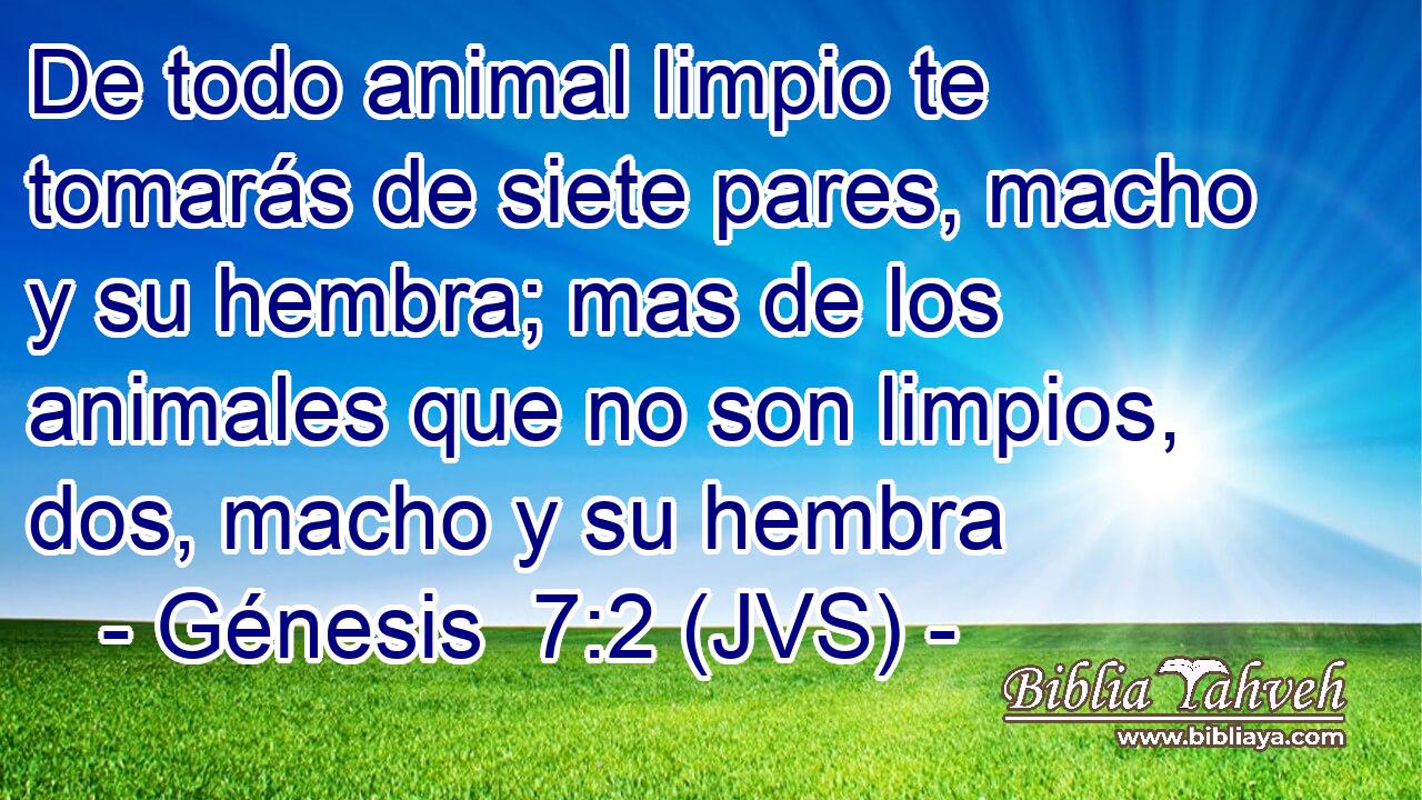 De todo animal limpio te tomarás de siete pares, macho y su hembra; mas de los animales que no son limpios, dos, macho y su hembra