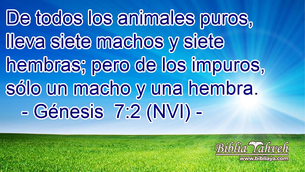  De todos los animales puros, lleva siete machos y siete hembras; pero de los impuros, sólo un macho y una hembra. 