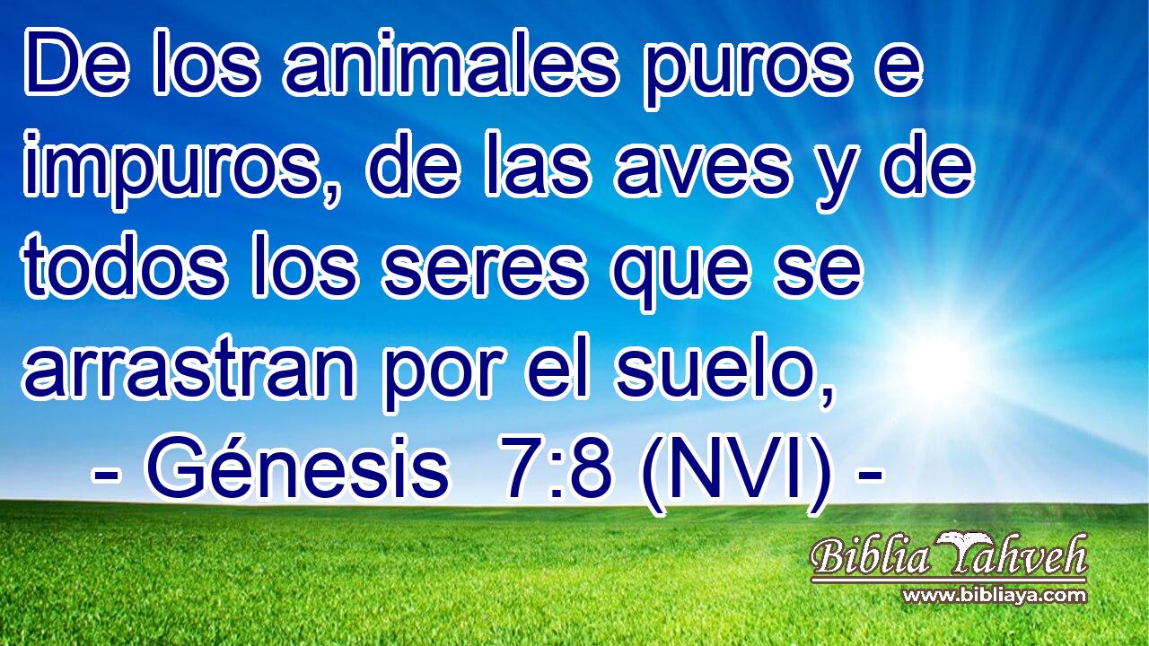  De los animales puros e impuros, de las aves y de todos los seres que se arrastran por el suelo, 