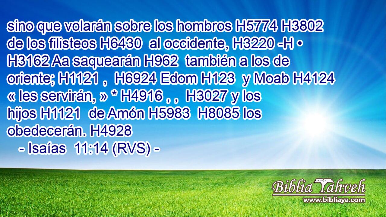 sino que volarán sobre los hombros H5774 H3802  de los filisteos H6430  al occidente, H3220 -H • H3162 Aa saquearán H962  también a los de oriente; H1121 ,  H6924 Edom H123  y Moab H4124  « les servirán, » * H4916 , ,  H3027 y los hijos H1121  de Amón H5983  H8085 los obedecerán. H4928  