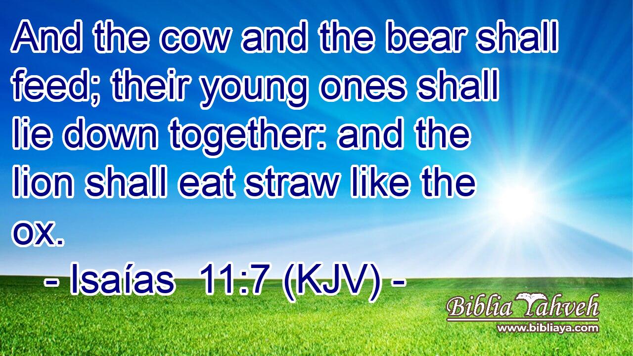 And the cow and the bear shall feed; their young ones shall lie down together: and the lion shall eat straw like the ox.