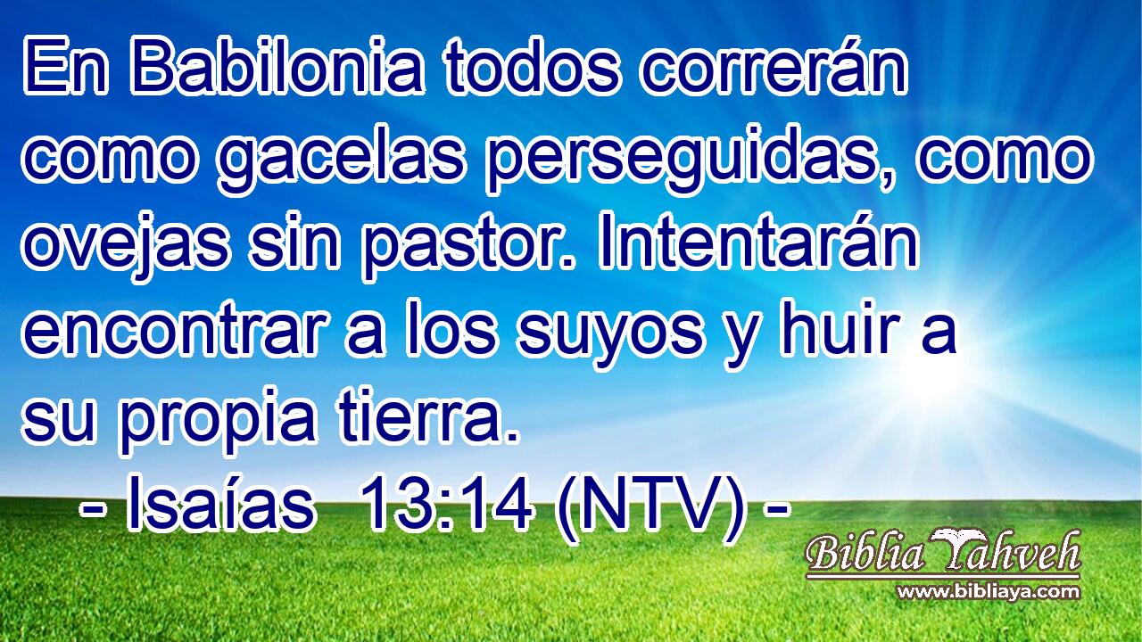 En Babilonia todos correrán como gacelas perseguidas, como ovejas sin pastor. Intentarán encontrar a los suyos y huir a su propia tierra.