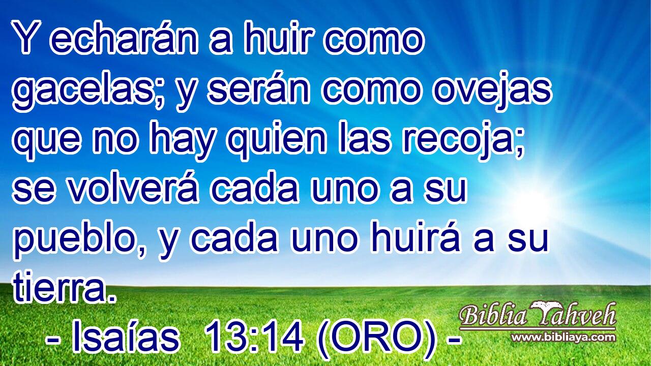  Y echarán a huir como gacelas; y serán como ovejas que no hay quien las recoja; se volverá cada uno a su pueblo, y cada uno huirá a su tierra. 