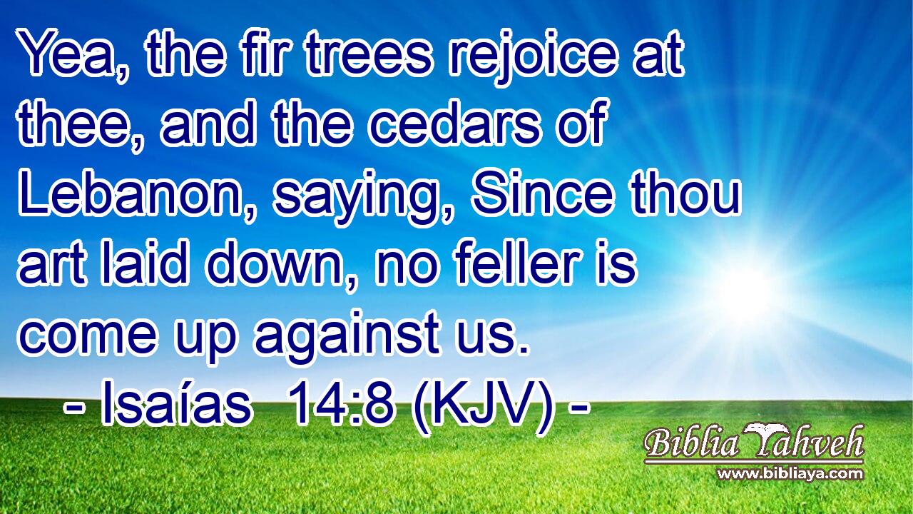 Yea, the fir trees rejoice at thee, and the cedars of Lebanon, saying, Since thou art laid down, no feller is come up against us.