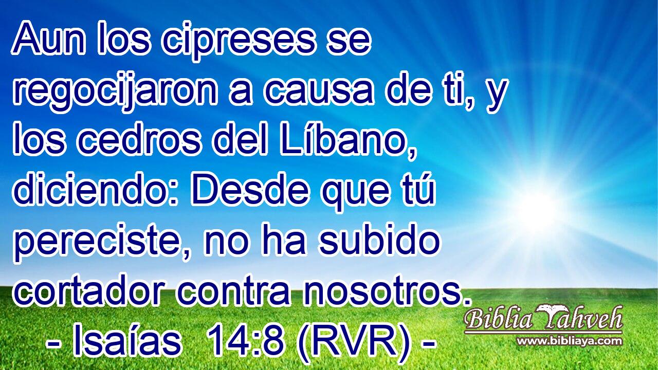 Aun los cipreses se regocijaron a causa de ti, y los cedros del Líbano, diciendo: Desde que tú pereciste, no ha subido cortador contra nosotros.
