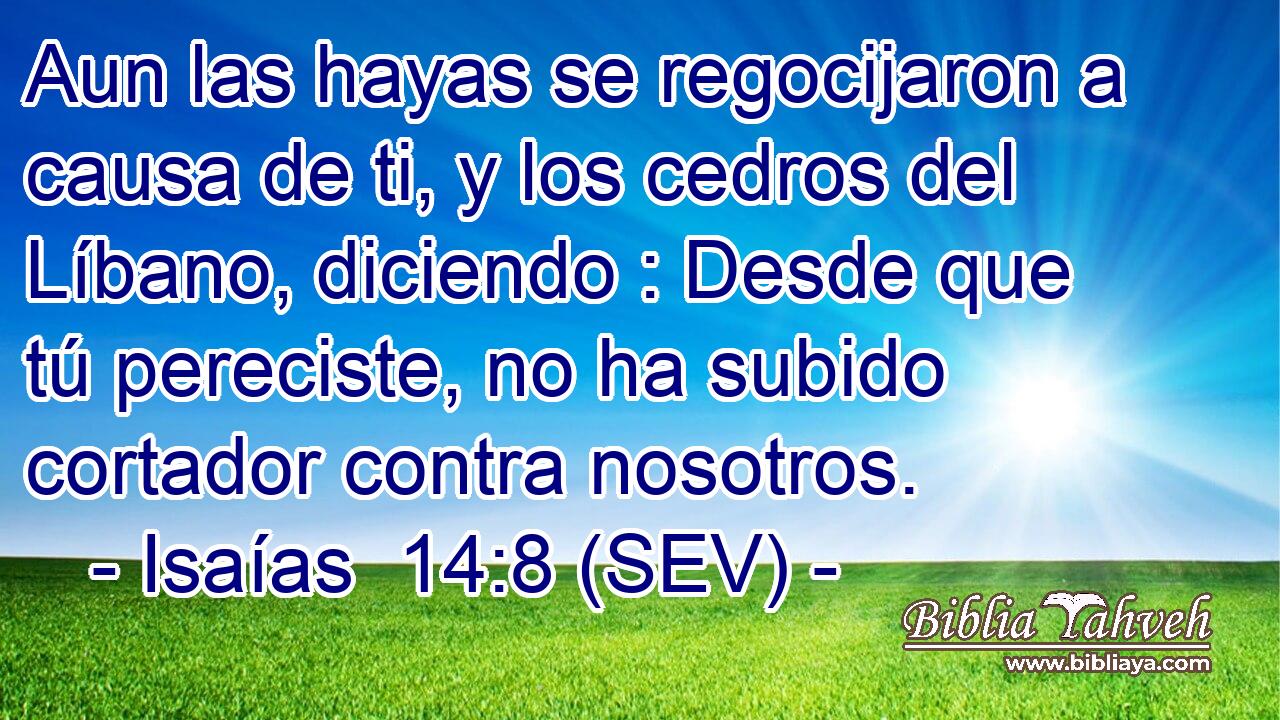 Aun las hayas se regocijaron a causa de ti, y los cedros del Líbano, diciendo : Desde que tú pereciste, no ha subido cortador contra nosotros.