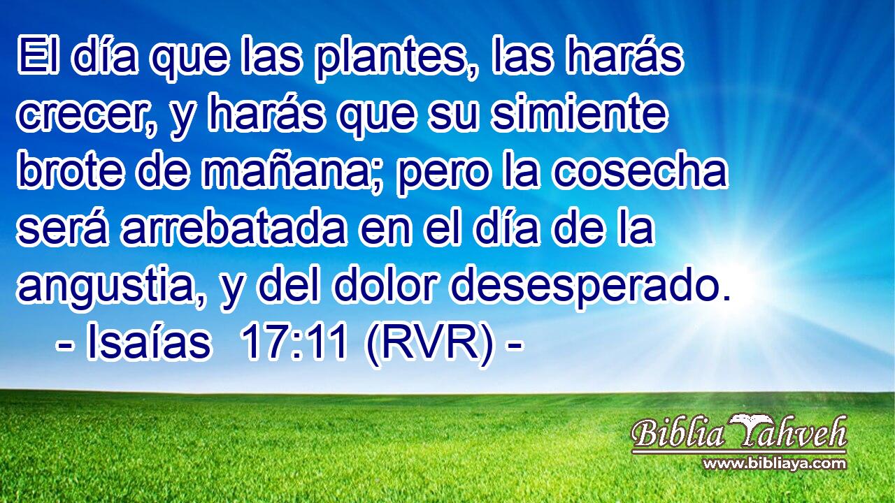 El día que las plantes, las harás crecer, y harás que su simiente brote de mañana; pero la cosecha será arrebatada en el día de la angustia, y del dolor desesperado.