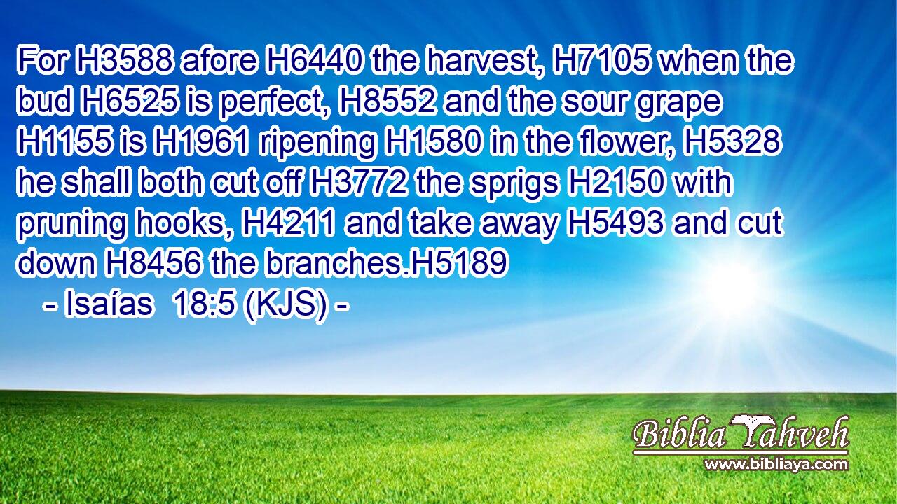 For H3588 afore H6440 the harvest, H7105 when the bud H6525 is perfect, H8552 and the sour grape H1155 is H1961 ripening H1580 in the flower, H5328 he shall both cut off H3772 the sprigs H2150 with pruning hooks, H4211 and take away H5493 and cut down H8456 the branches.H5189