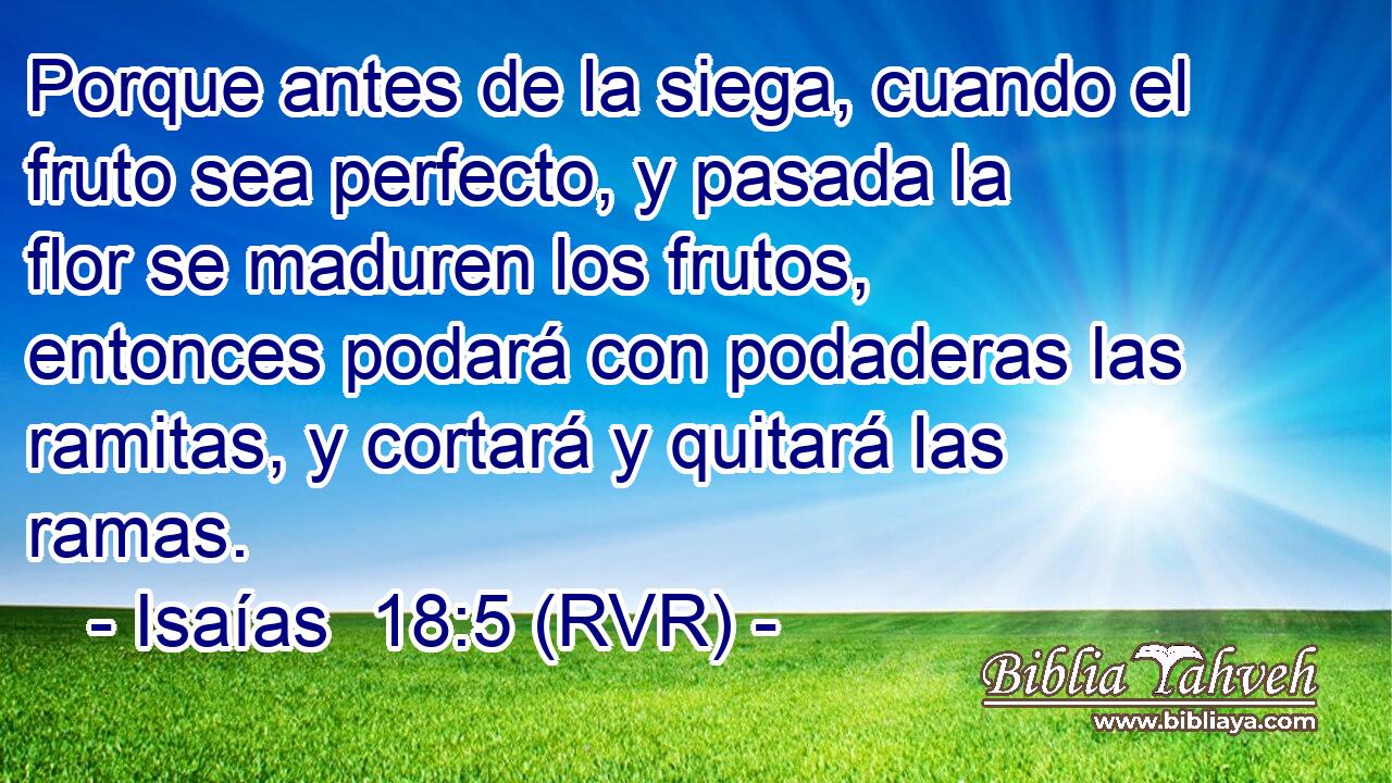 Porque antes de la siega, cuando el fruto sea perfecto, y pasada la flor se maduren los frutos, entonces podará con podaderas las ramitas, y cortará y quitará las ramas.