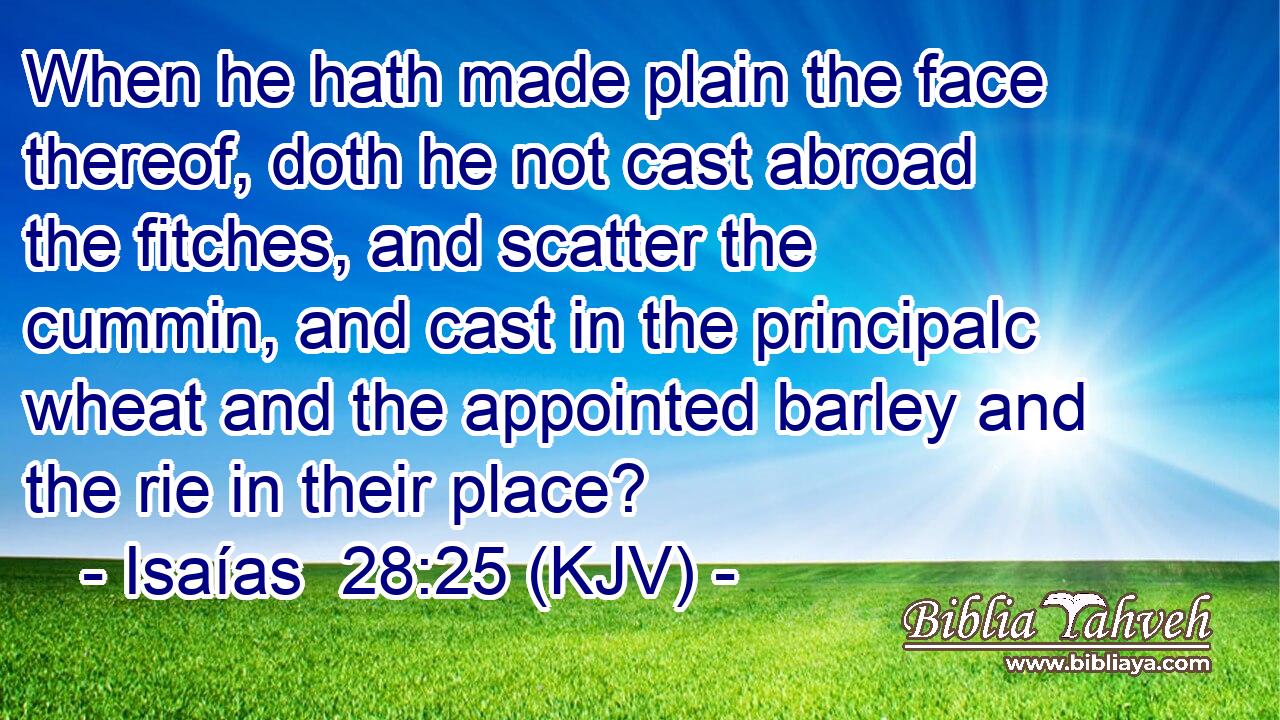 When he hath made plain the face thereof, doth he not cast abroad the fitches, and scatter the cummin, and cast in the principalc wheat and the appointed barley and the rie in their place?