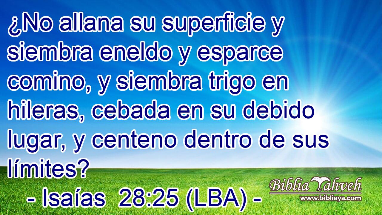 ¿No allana su superficie y siembra eneldo y esparce comino, y siembra trigo en hileras, cebada en su debido lugar, y centeno dentro de sus límites?