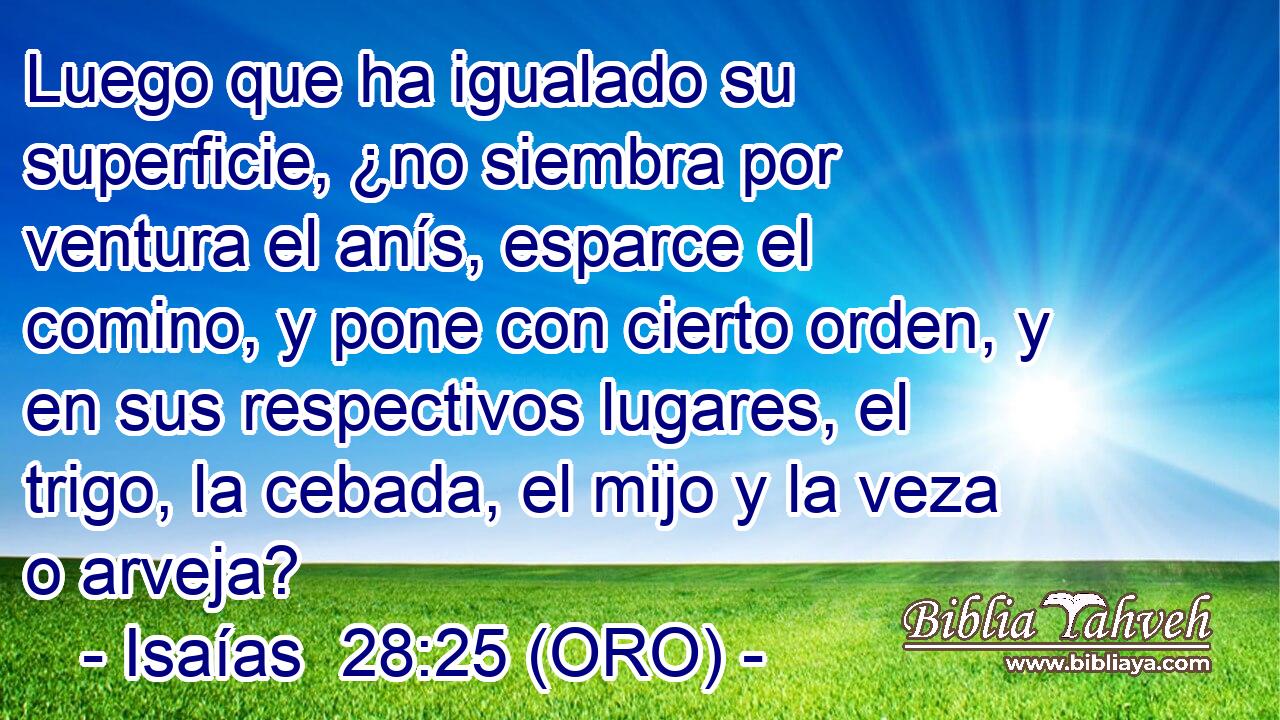  Luego que ha igualado su superficie, ¿no siembra por ventura el anís, esparce el comino, y pone con cierto orden, y en sus respectivos lugares, el trigo, la cebada, el mijo y la veza o arveja? 