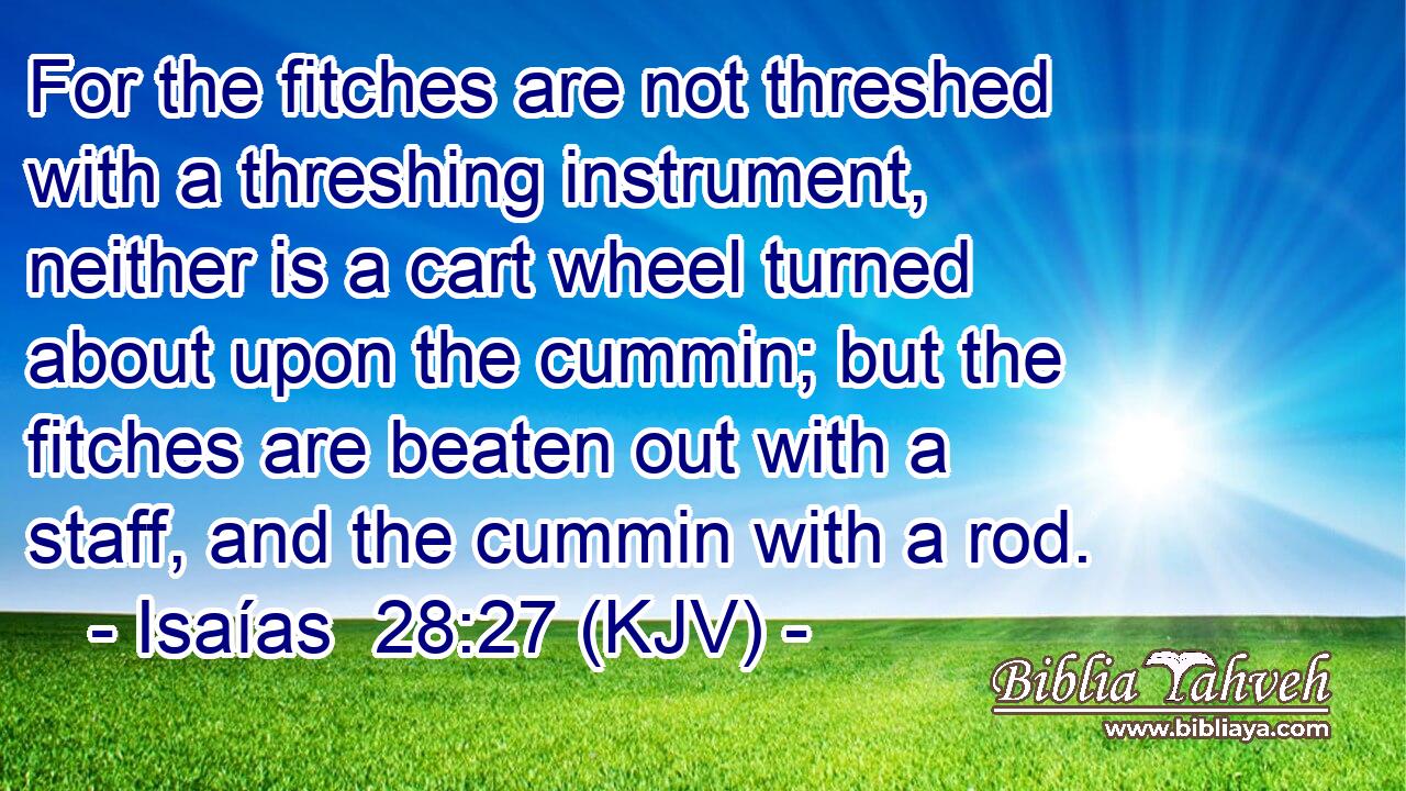 For the fitches are not threshed with a threshing instrument, neither is a cart wheel turned about upon the cummin; but the fitches are beaten out with a staff, and the cummin with a rod.