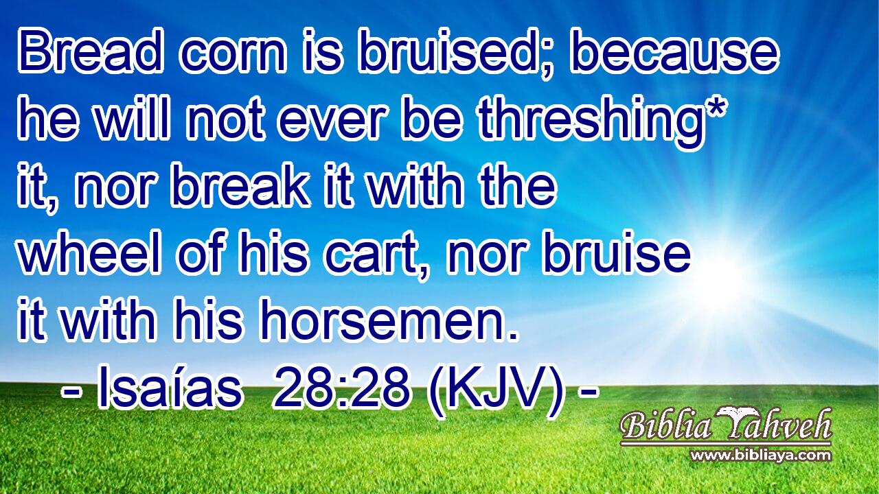 Bread corn is bruised; because he will not ever be threshing* it, nor break it with the wheel of his cart, nor bruise it with his horsemen.