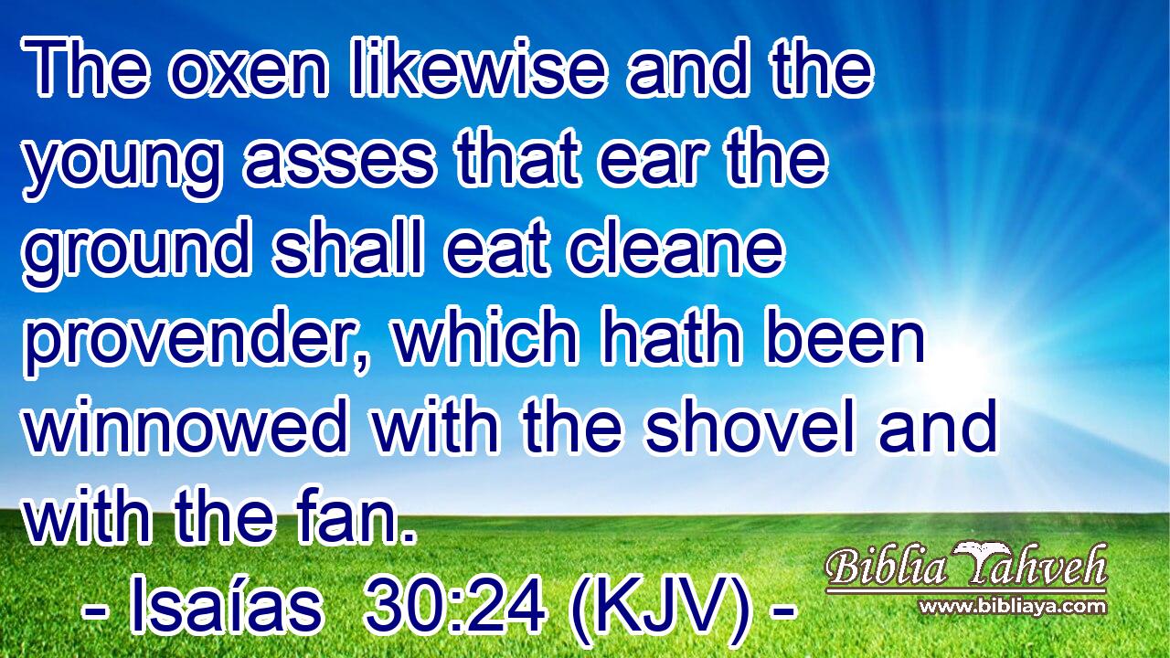 The oxen likewise and the young asses that ear the ground shall eat cleane provender, which hath been winnowed with the shovel and with the fan.