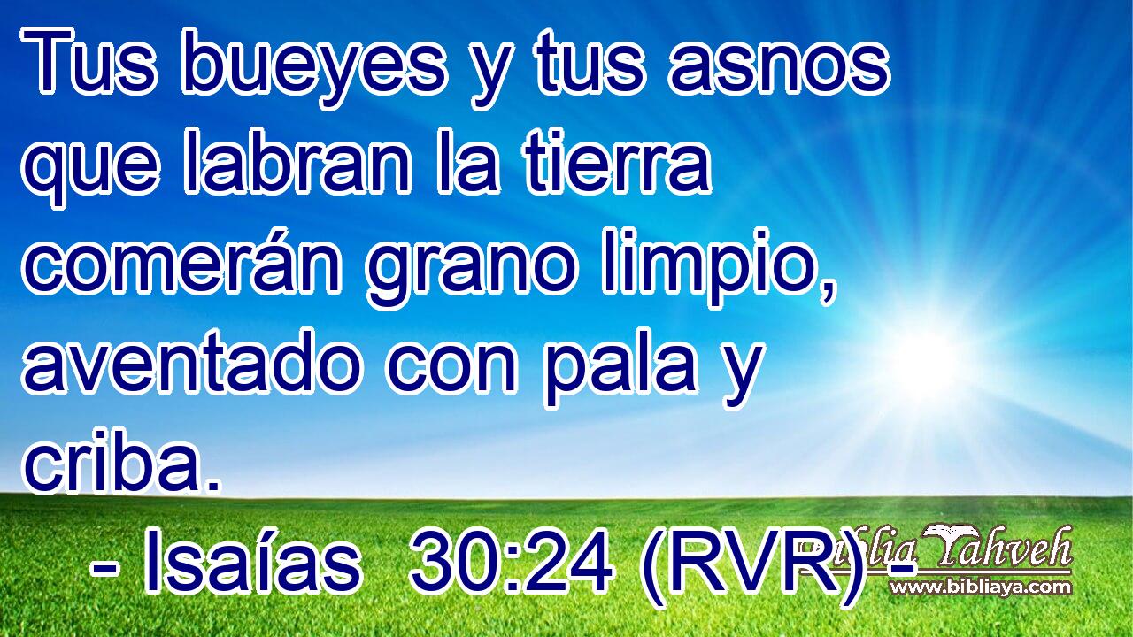 Tus bueyes y tus asnos que labran la tierra comerán grano limpio, aventado con pala y criba.