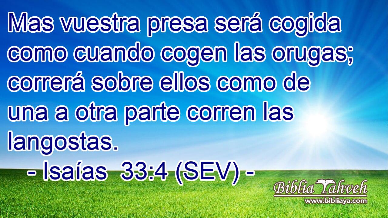 Mas vuestra presa será cogida como cuando cogen las orugas; correrá sobre ellos como de una a otra parte corren las langostas.