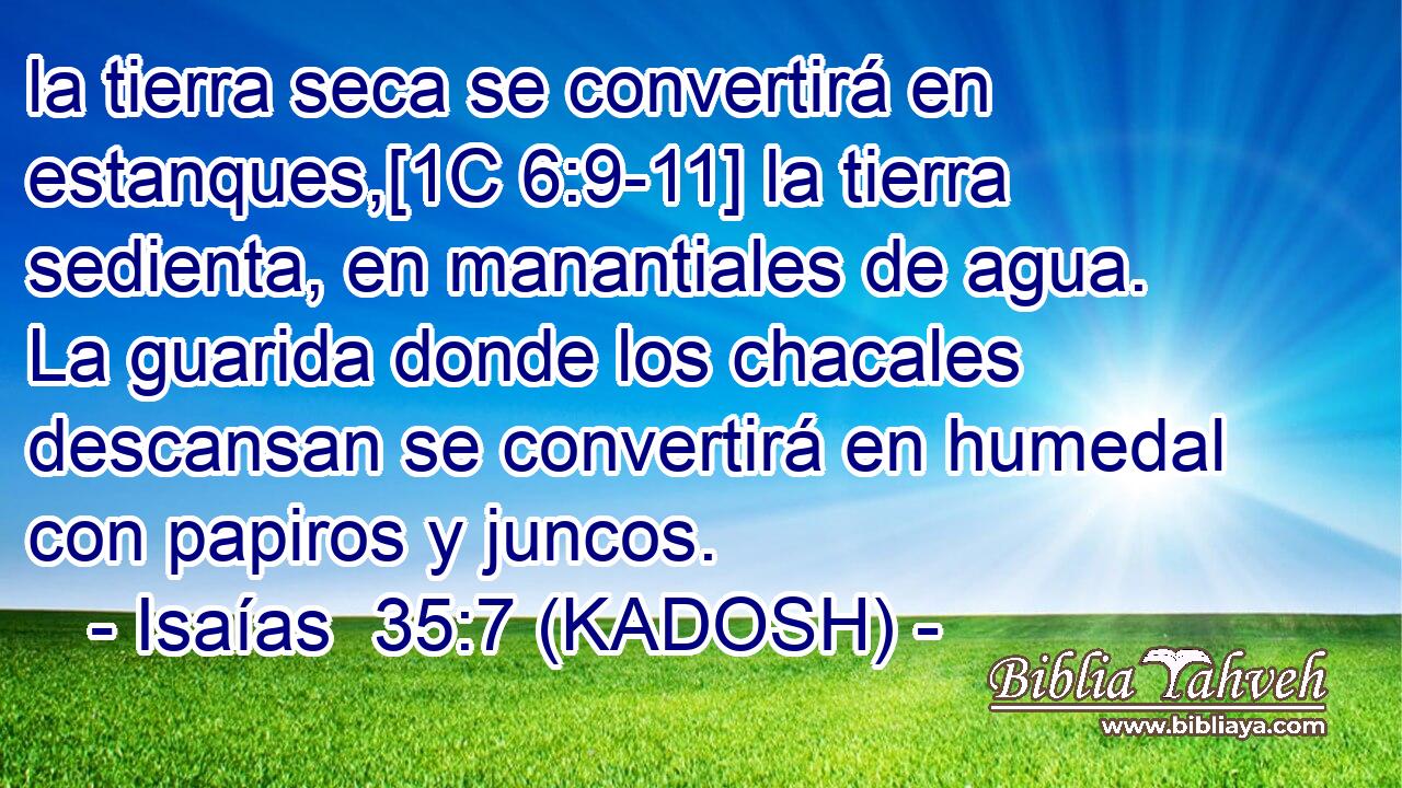 la tierra seca se convertirá en estanques,[1C 6:9-11] la tierra sedienta, en manantiales de agua. La guarida donde los chacales descansan se convertirá en humedal con papiros y juncos. 