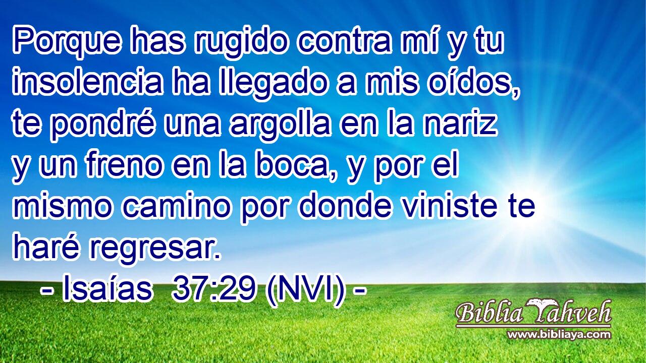  Porque has rugido contra mí y tu insolencia ha llegado a mis oídos, te pondré una argolla en la nariz y un freno en la boca, y por el mismo camino por donde viniste te haré regresar. 
