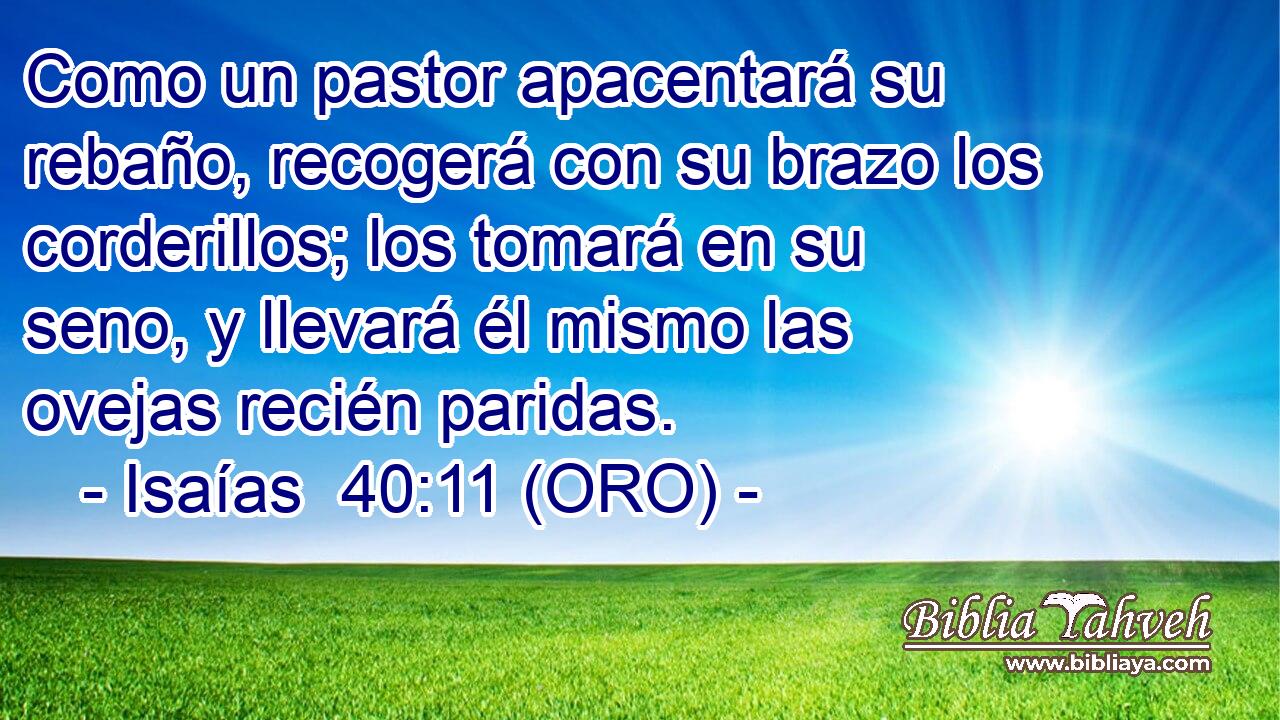  Como un pastor apacentará su rebaño, recogerá con su brazo los corderillos; los tomará en su seno, y llevará él mismo las ovejas recién paridas. 