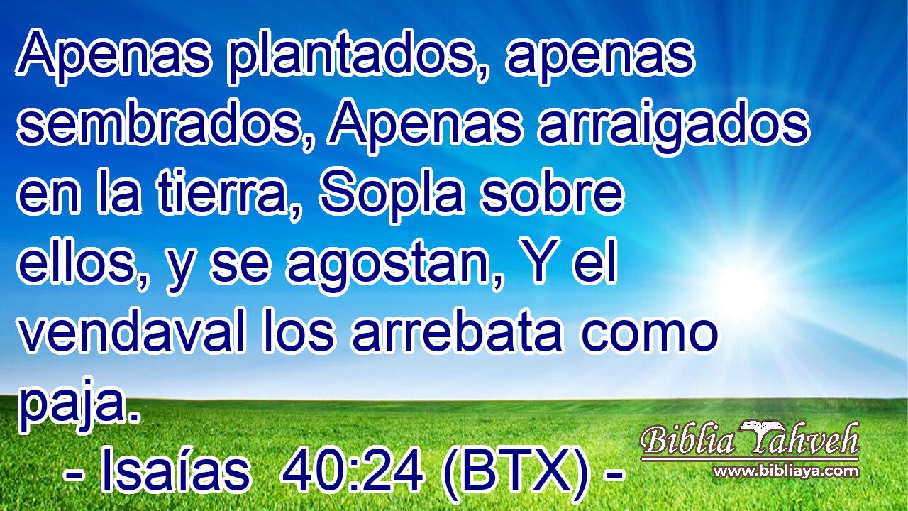 Apenas plantados, apenas sembrados, Apenas arraigados en la tierra, Sopla sobre ellos, y se agostan, Y el vendaval los arrebata como paja.