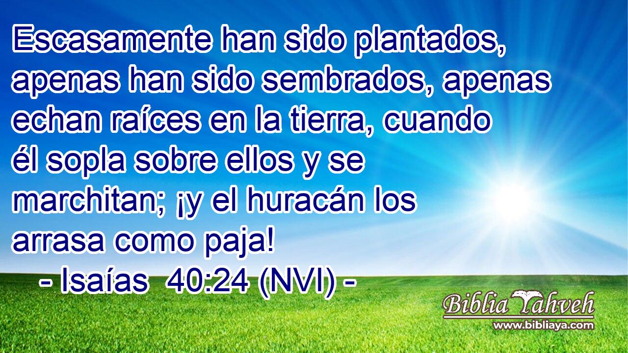  Escasamente han sido plantados, apenas han sido sembrados, apenas echan raíces en la tierra, cuando él sopla sobre ellos y se marchitan; ¡y el huracán los arrasa como paja! 