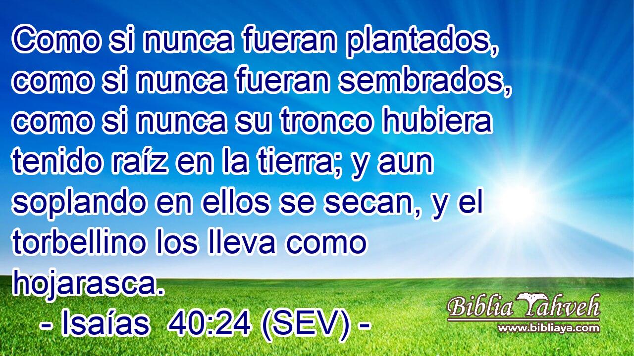 Como si nunca fueran plantados, como si nunca fueran sembrados, como si nunca su tronco hubiera tenido raíz en la tierra; y aun soplando en ellos se secan, y el torbellino los lleva como hojarasca.