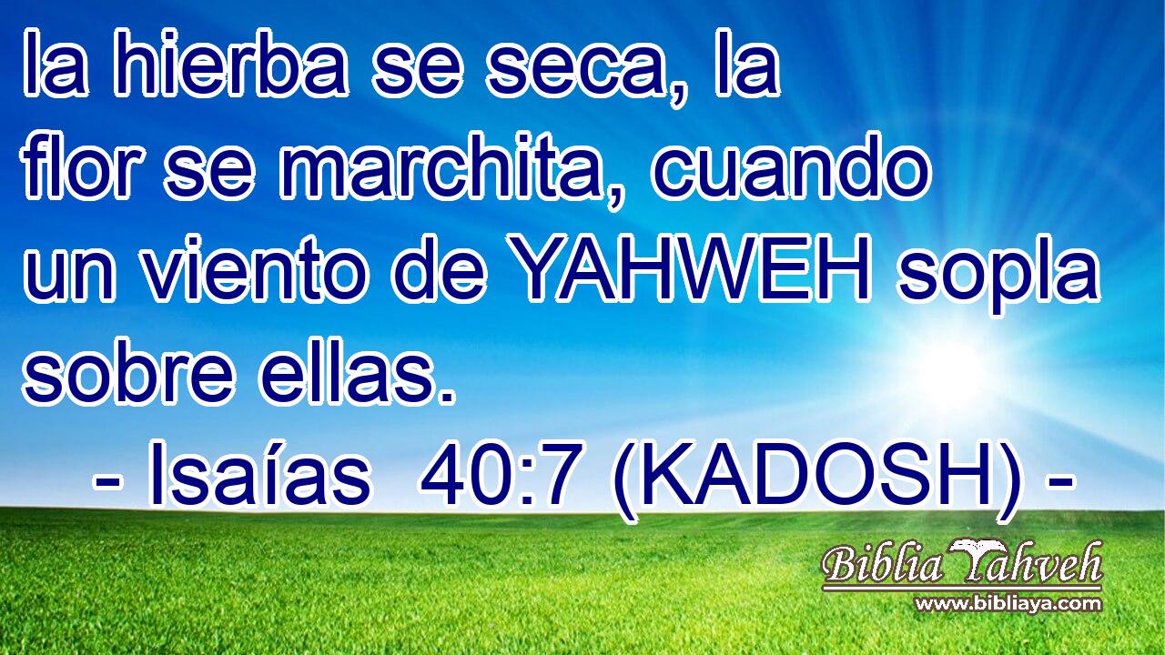  la hierba se seca, la flor se marchita, cuando un viento de YAHWEH sopla sobre ellas. 