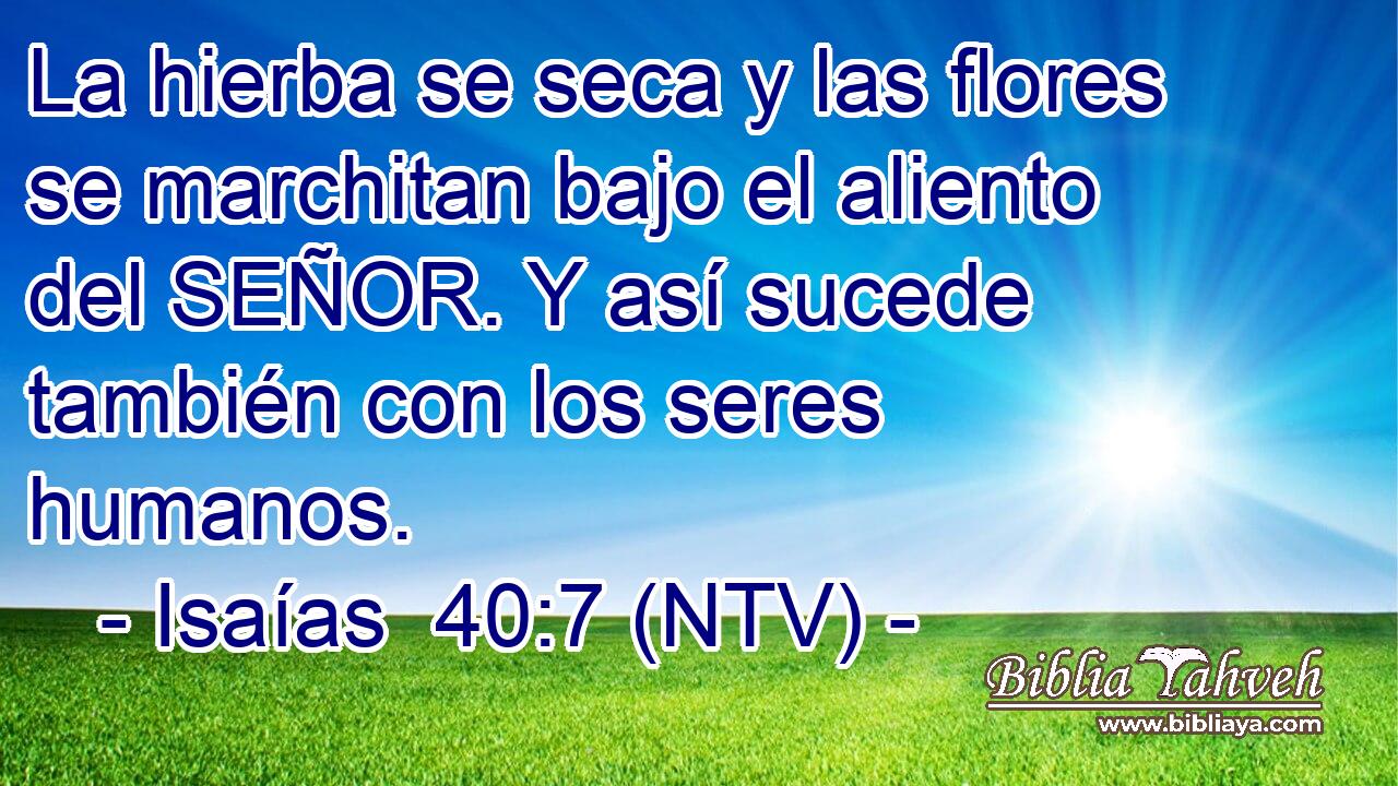La hierba se seca y las flores se marchitan bajo el aliento del SEÑOR. Y así sucede también con los seres humanos.