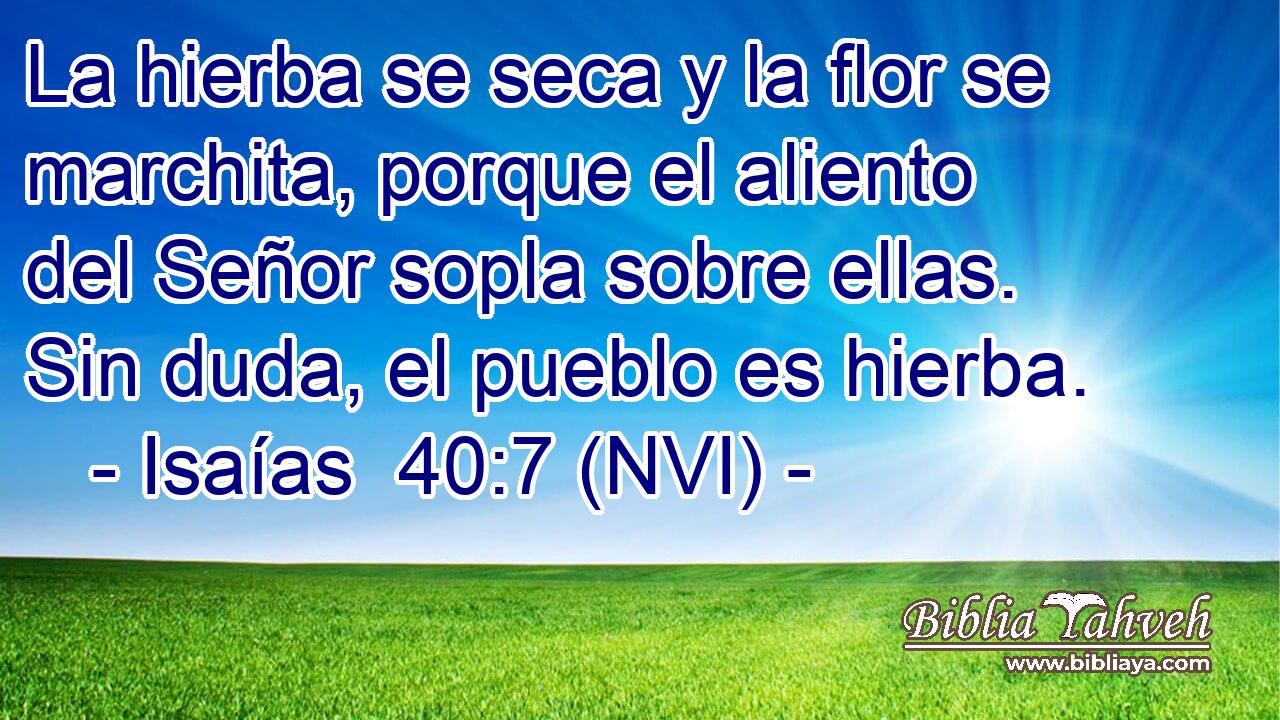  La hierba se seca y la flor se marchita, porque el aliento del Señor sopla sobre ellas. Sin duda, el pueblo es hierba. 