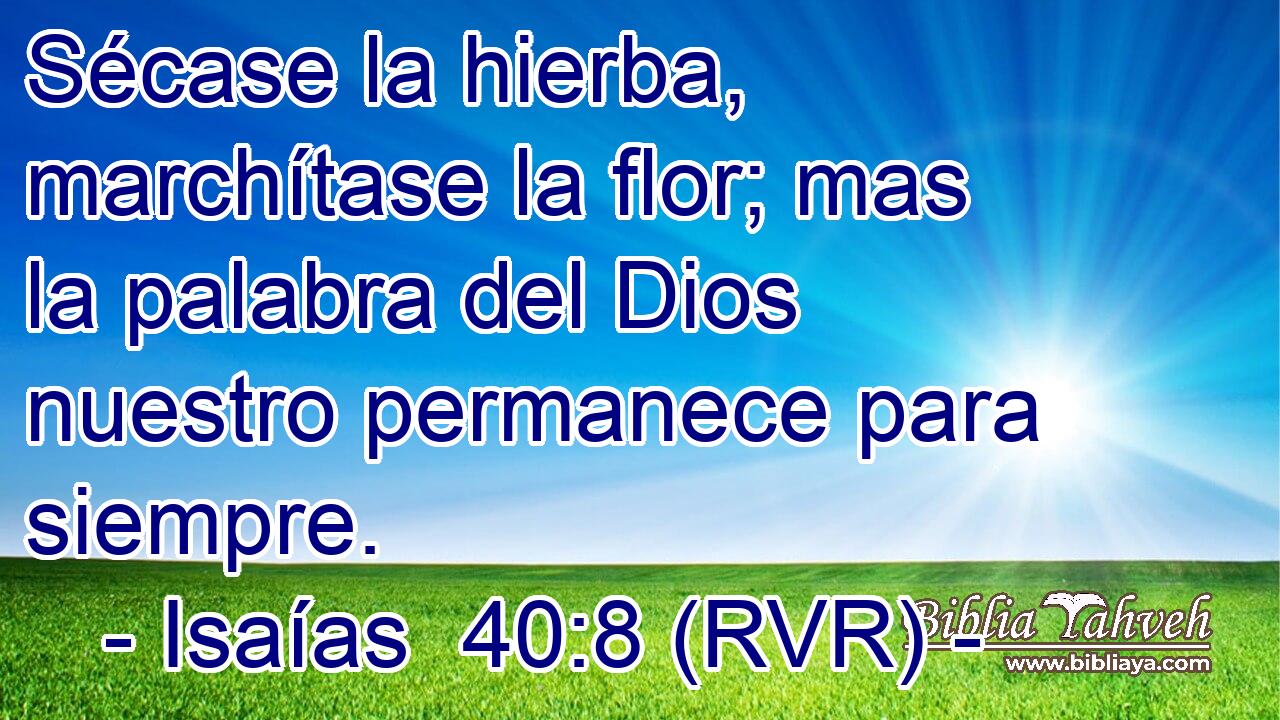 Sécase la hierba, marchítase la flor; mas la palabra del Dios nuestro permanece para siempre.