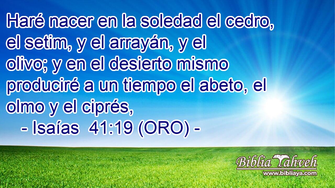  Haré nacer en la soledad el cedro, el setim, y el arrayán, y el olivo; y en el desierto mismo produciré a un tiempo el abeto, el olmo y el ciprés, 
