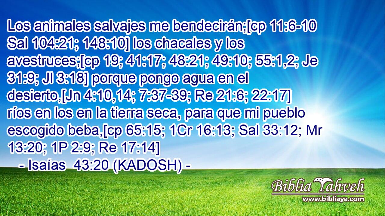  Los animales salvajes me bendecirán;[cp 11:6-10 Sal 104:21; 148:10] los chacales y los avestruces;[cp 19; 41:17; 48:21; 49:10; 55:1,2; Je 31:9; Jl 3:18] porque pongo agua en el desierto,[Jn 4:10,14; 7:37-39; Re 21:6; 22:17] ríos en los en la tierra seca, para que mi pueblo escogido beba,[cp 65:15; 1Cr 16:13; Sal 33:12; Mr 13:20; 1P 2:9; Re 17:14] 