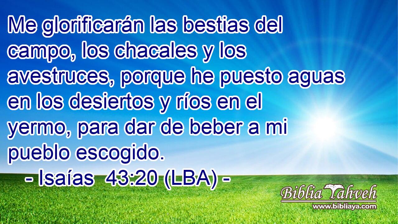 Me glorificarán las bestias del campo, los chacales y los avestruces, porque he puesto aguas en los desiertos y ríos en el yermo, para dar de beber a mi pueblo escogido.
